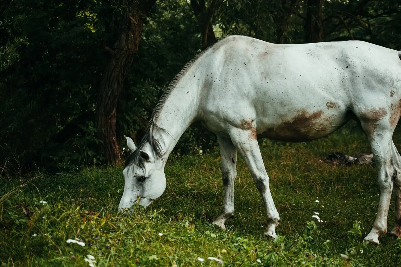 Primer plano de un hermoso caballo blanco en un campo de hierba con árboles.